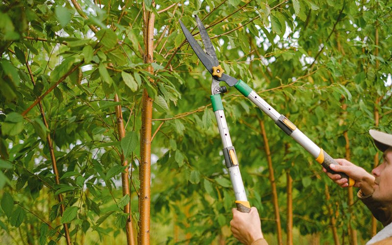 Tree trimming in Oakes, ND