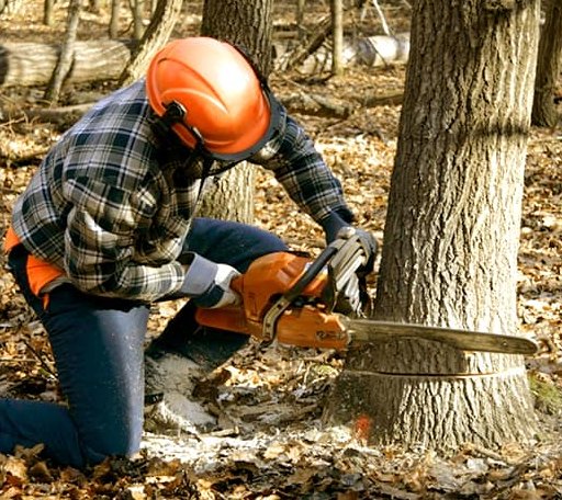 Tree Removal in Oakes, ND